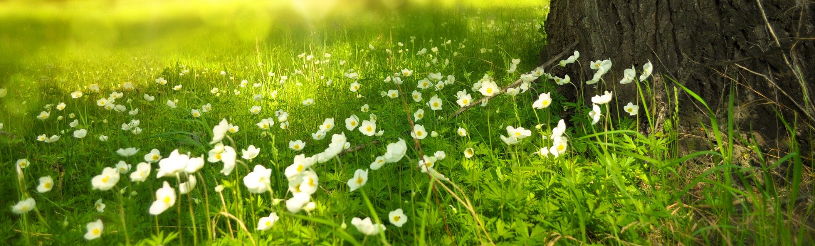 Blumenwiese