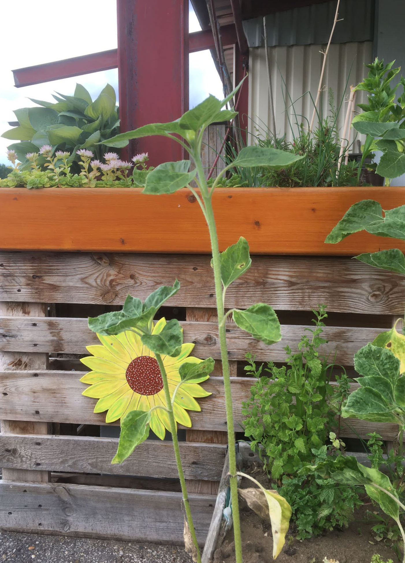 Blumenkasten mit Pflanzen