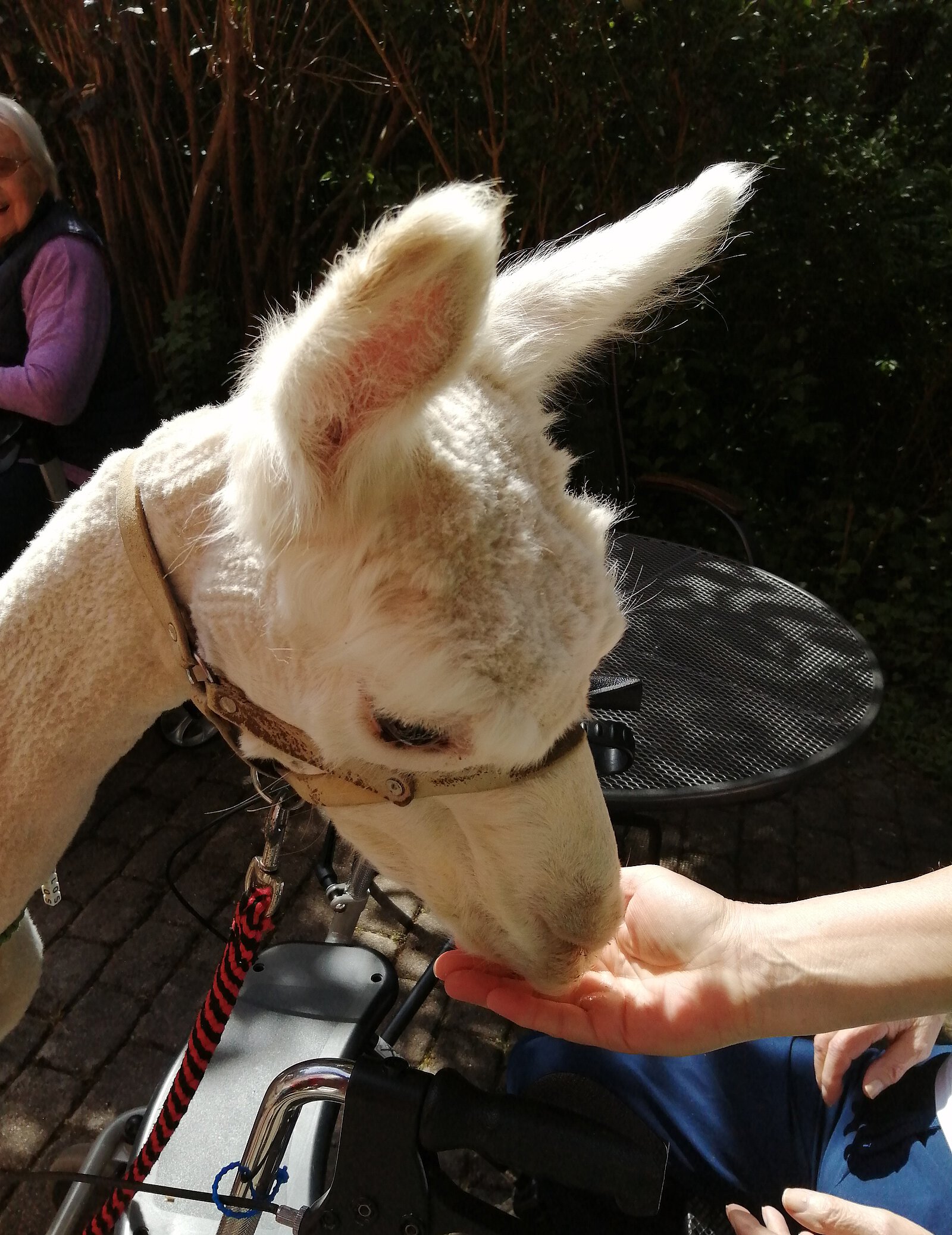 Alpaka-Besuch
