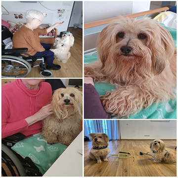 Therapiehunde